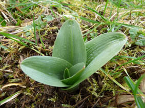 Orchis purpurea